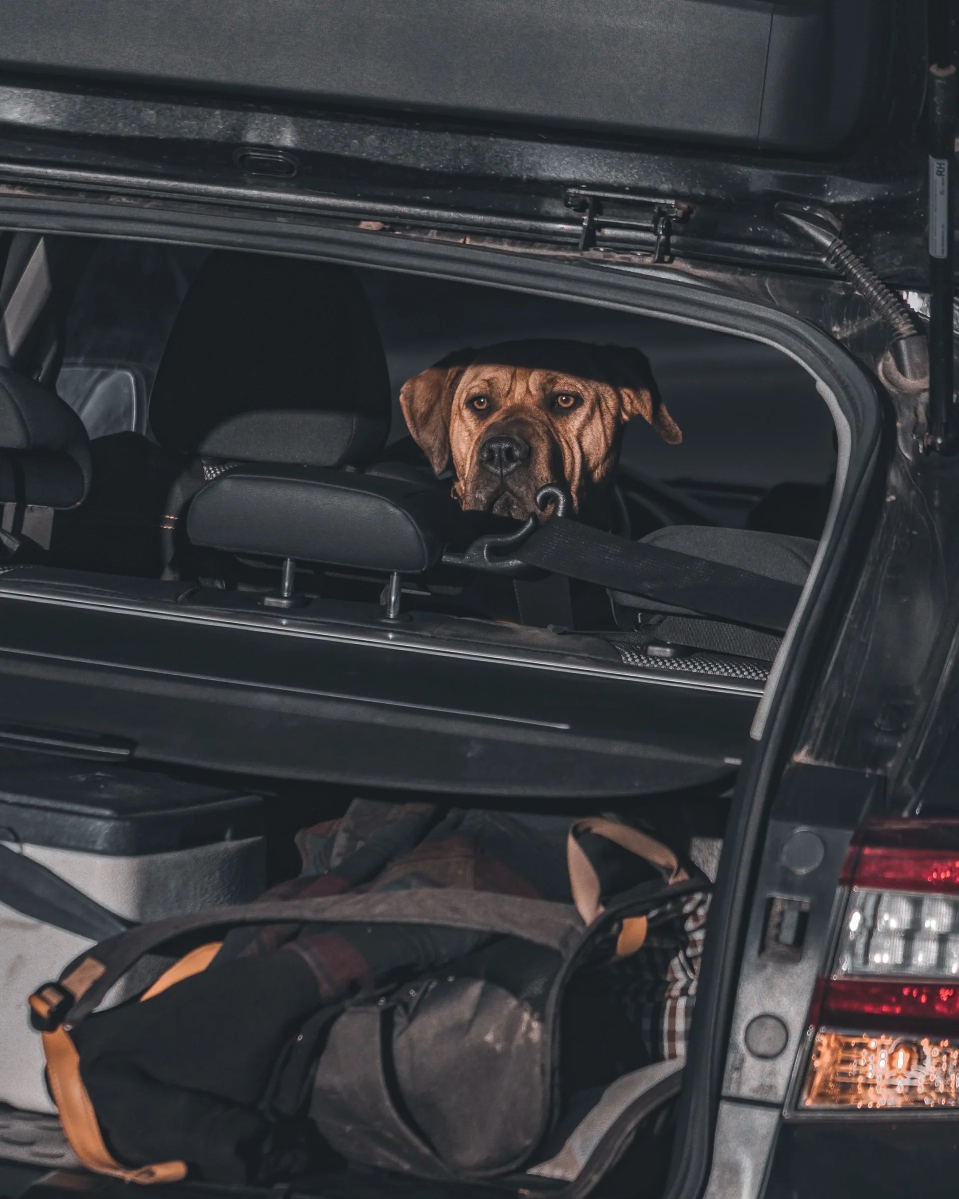 A dog looking over the back seat of an SUV